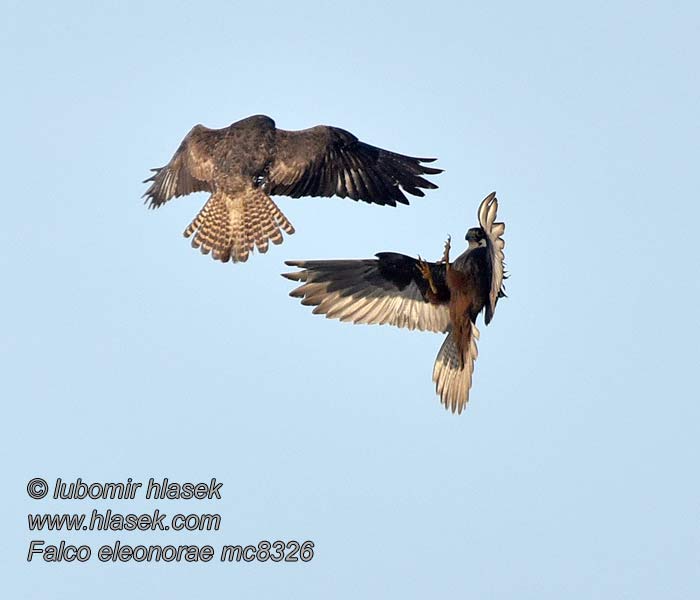 Ostříž jižní Falco eleonorae