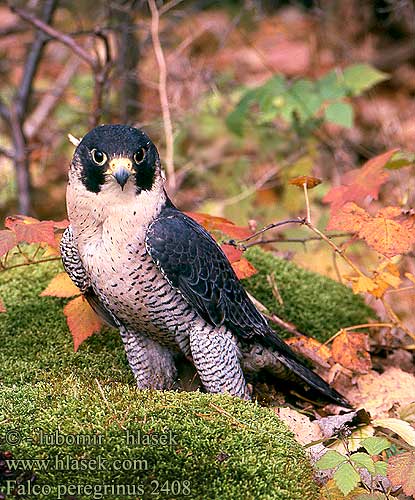 Falco peregrinus UK: Peregrine DE: Wanderfalke FR: Faucon palerin ES: Halcn Peregrino CZ: sokol stìhovav DA: Vandrefalk DU:  Slechtvalk IT: Falco pellegrino FI: Muuttohaukka SE: Pilgrimsfalk HU: Vndorslyom NO: Vandrefalk TR: gkdoan EE: Rabapistrik LV: Lielais piekuns YU: Sivi soko NL: Shaheen Falcon