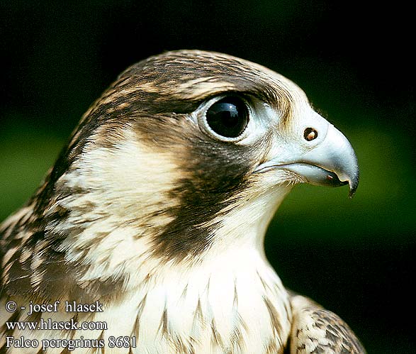 Peregrine Wanderfalke Faucon pèlerin Halcón Peregrino Sokol stěhovavý Vandrefalk Slechtvalk Muuttohaukka Falco pellegrino Vandrefalk Pilgrimsfalk Sivi soko Falcão peregrino Сапсан Sokół wędrowny Sokol sťahovavý Vándorsólyom Shaheen Falcon Lielais piekūns 游隼 ハヤブサ الشاهين 매 Πετρίτης Swerfvalk Doğan בז נודד Falco peregrinus