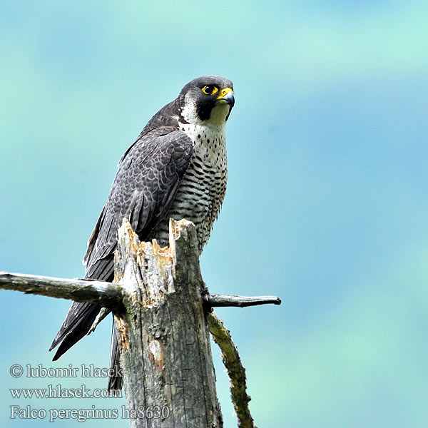 Falco peregrinus ha8630