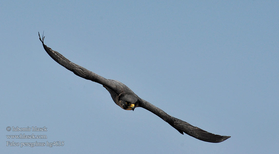 Falco peregrinus Peregrine Wanderfalke