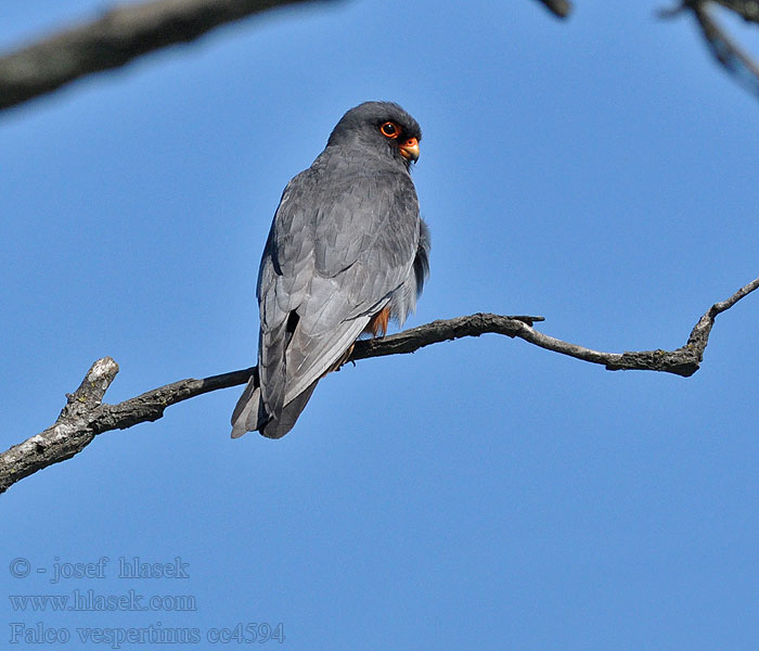 Rotfußfalke Falco vespertinus