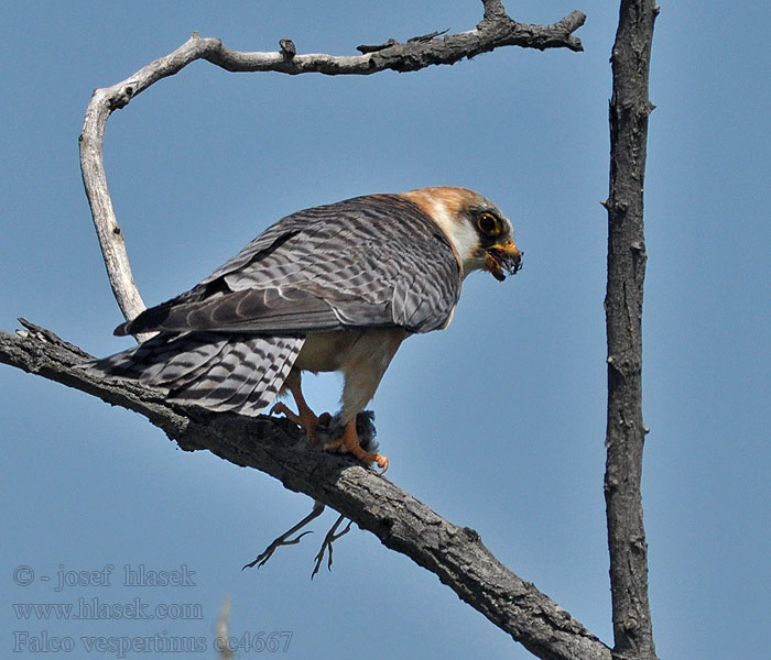 Aftenfalk Falco vespertinus