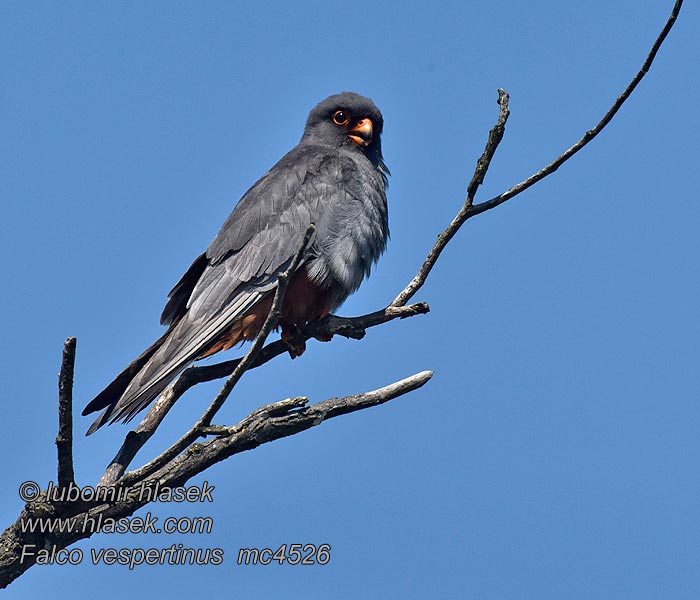 ニシアカガシラチョウゲンボウ Falco vespertinus