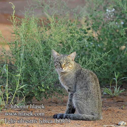 Afrikaanse wilde kat リビアヤマネコ Afrikansk villkatt Kot nubijski Степная кошка Aavikkokissa Falbkatt Afrika yaban kedisi Степова кішка 非洲野貓 Vaalboskat Afrikanske vildkat Chat sauvage africain Gatto africano Afrikai vadmacska Gato montes africano Felis lybica African Wildcat Kočka plavá Falbkatze Gat salvatge africà Afrička divlja mačka