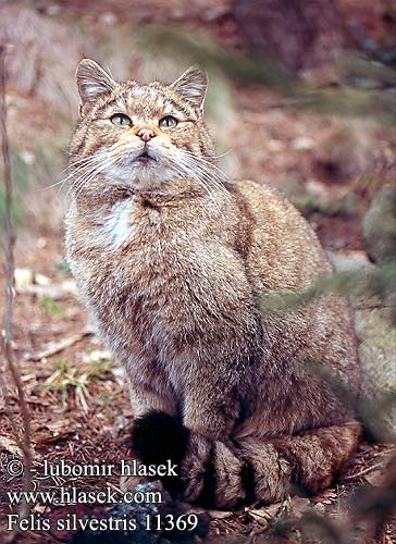 Chat sylvestre sauvage Europese wilde Gatto Selvatico Vadmacska