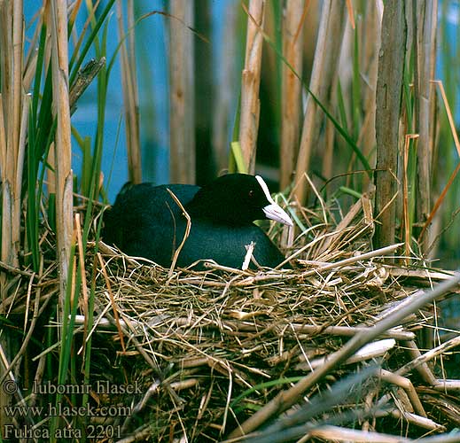 Fulica atra Coot Bläßhuhn Foulque macroule Focha Común