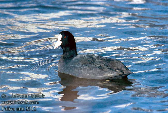 Fulica atra UK: Coot DE: Blhuhn FR: Foulque macroule ES: Focha Comn CZ: lyska ern DK: Blishone NL: Meerkoet PL: Wodnik IT: Folaga FI: Nokikana HU: Szrcsa SE: Sothna NO: Sothone TR: sakarmeke SK: lyska ierna PT: Galeirao LV: Laucis EE: Lauk