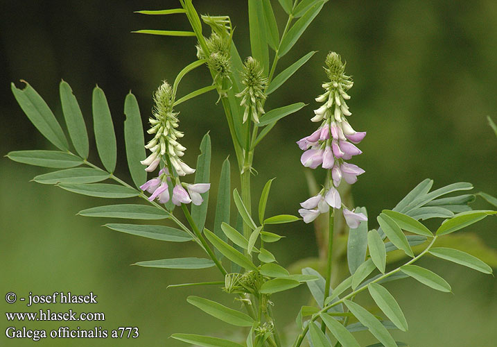 Galega officinalis Goat's rue Lage-stregbalg lage stregbalg