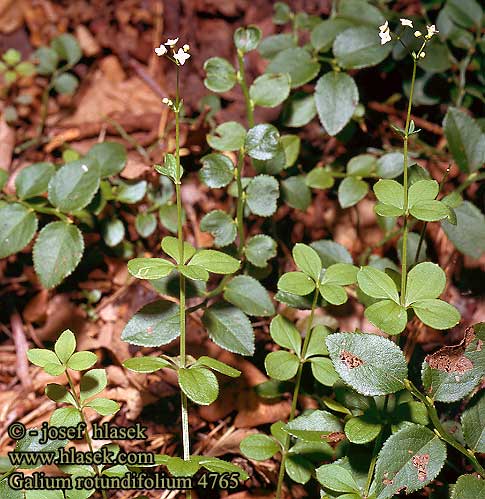 Galium rotundifolium Gaillet a feuilles rondes Caglio foglie rotonde