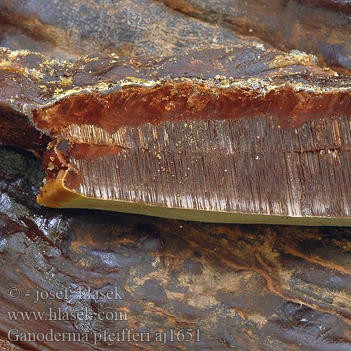 Ganoderma pfeifferi aj1651