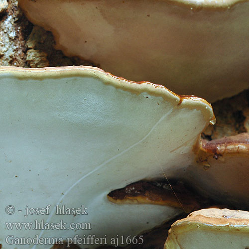 Ganoderma pfeifferi aj1665