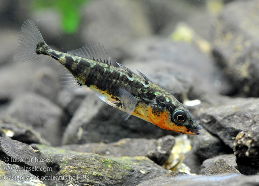 三刺鱼 Koljuška tříostná Three-spined stickleback Ciernik Kolmipiikki Tüskés pikó Колюшка трохіголкавая Jonqueter Триигла бодливка Òstrzëca 큰가시고기 Trepigget hundestejle Ogalik Arrain hiruarantza Kombikk イトヨ Hornsíli Trispyglė dyglė Трёхиглая колюшка Esgana-gata Gulmmet Storspigg Колючка триголкова Spinoke Gasterosteus aculeatus Dreistachliger Stichling