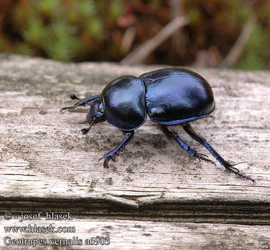 Geotrupes vernalis a6903