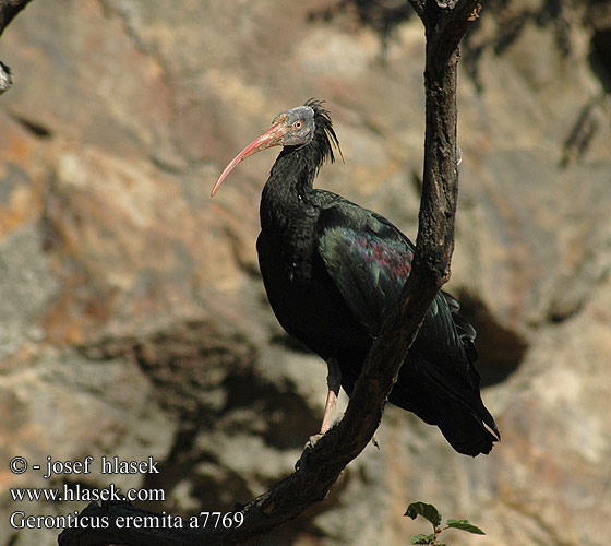 Ibis grzywiasty skalný Ibis skalní Skallet ibis Íbis-calva