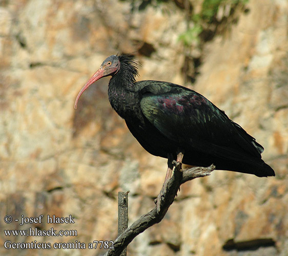 Bald Ibis Eremitibis Töytöiibis Ibis chauve Kaalkop ibis