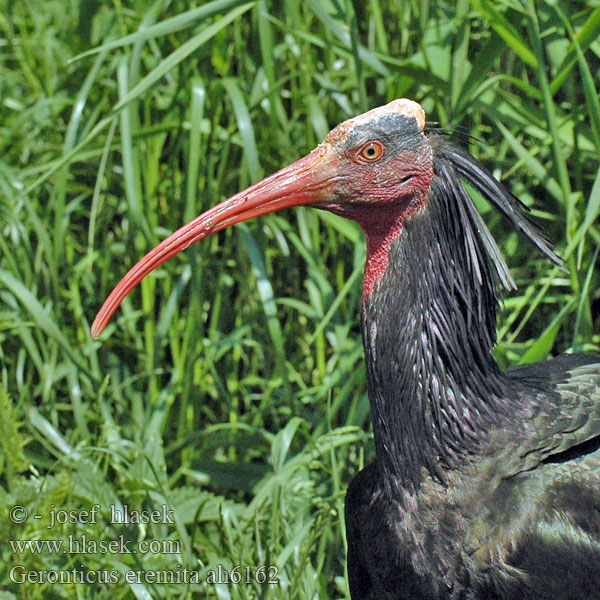 Ibis chauve Kaalkop ibis Ibis eremita Tarvarjú Waldrapp