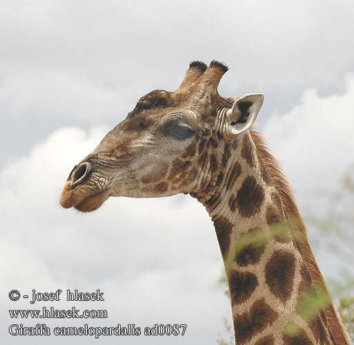 Giraffa camelopardalis Reticulated Giraffe Giraf Avataressa kirahvi