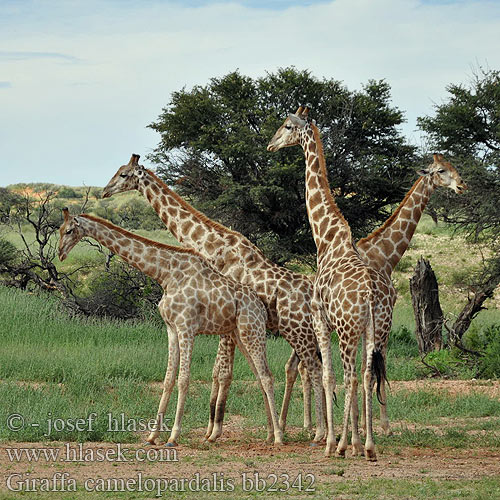 Giraffa camelopardalis bb2342