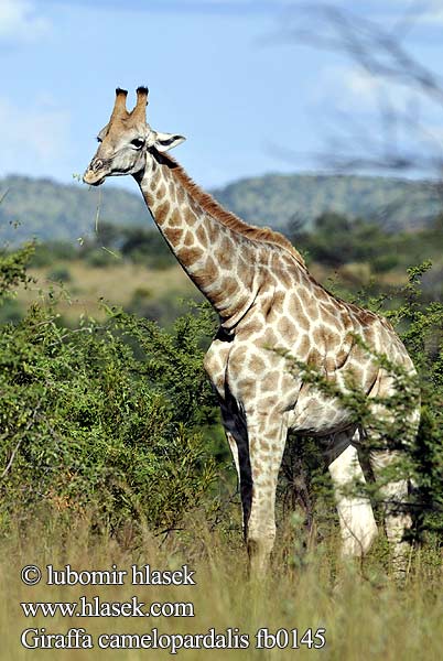 Giraffa camelopardalis fb0145