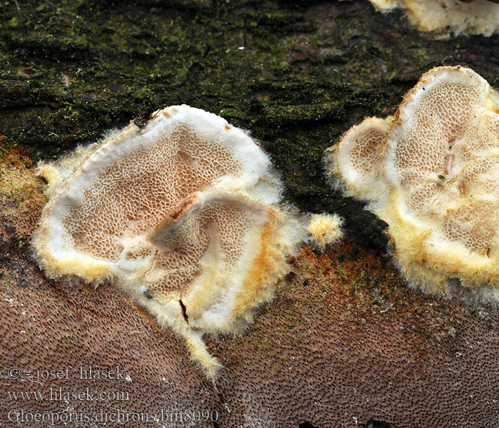 Gloeoporus dichrous Tikankääpä Polypore bicolore Tofargekjuke