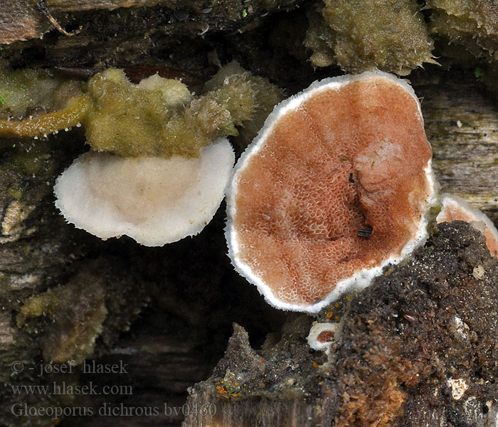 Gloeoporus dichrous Polypore bicolore
