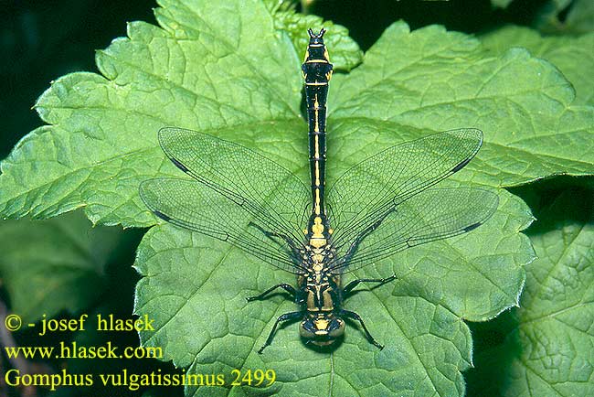 Gomphus vulgatissimus Club-tailed dragonfly Common Clubtail Almindelig Flodguldsmed Aitojokikorento