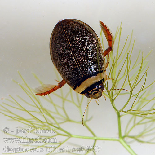 Bred paljettdykare Graphoderus bilineatus Potápník dvoučárý Lys Skivevandkalv Isolampisukeltaja Graphodère deux lignes Gestreepte waterroofkever Széles tavicsíkbogár Schmalbindiger Breitflügel-Tauchkäfer Vannkalv Kreślinek nizinny Поводень двухполосый