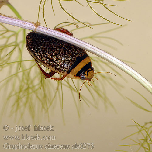 Orange-striped Hydaticus Water-beetle Graphoderus cinereus Hydaticus