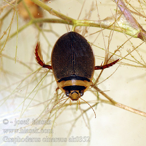 Graphoderus cinereus Hydaticus Orange-striped Hydaticus Water-beetle
