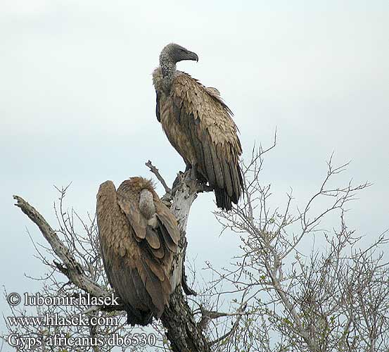 Gyps africanus African White-backed Vulture Hvidrygget grib