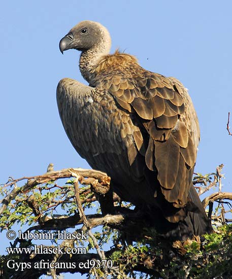 African White-backed Vulture Hvidrygget grib Savannikorppikotka Vautour africain