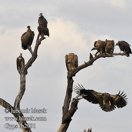 Gyps Vultures Vautour Grifone Buitre