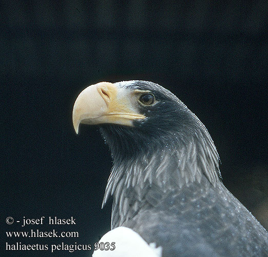 Haliaeetus pelagicus Steller's Sea Eagle Stellers havørn