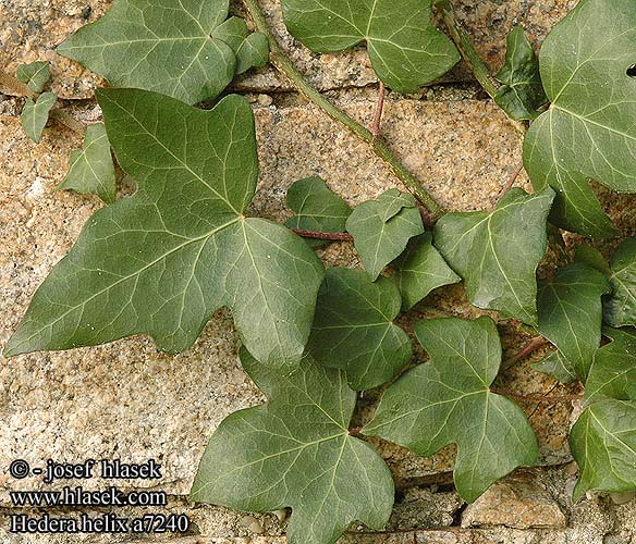 Hedera helix UK: English ivy DK: Vedbend FI: Muratti FR: Lierre NL