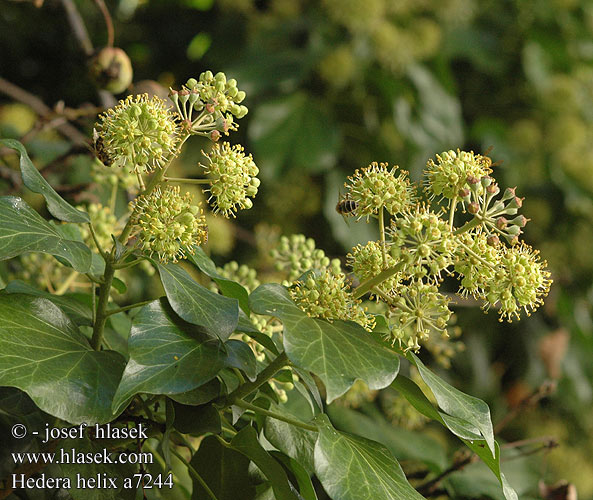 Hedera helix UK: English ivy DK: Vedbend FI: Muratti FR: Lierre NL