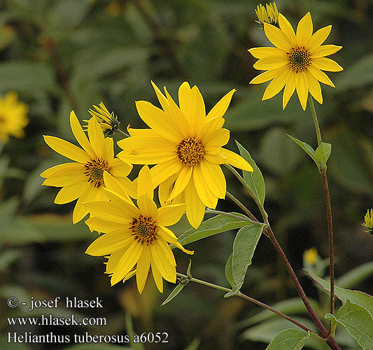 Helianthus tuberosus  UK: Jerusalem artichoke DK: Jordskok FI: Maa-artisokka FR: Hélianthe tubéreux Topinambour NL: Aardpeer topinamboer IT: Girasole del Canada Topinambur HU: Csicsóka DE: Knollen-Sonnenblume Topinambur PL: Topinambur SK: slnečnica hľuznatá  jeruzalemský artičok topinambur ES: Tupinambo alcachofa de Jerusalén SE: Jordärtskocka