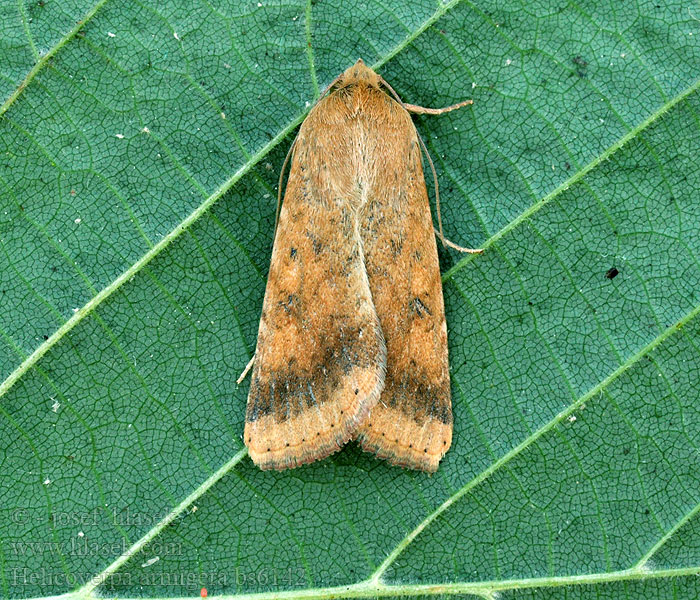 Helicoverpa armigera Heliothis Scarce Bordered Straw