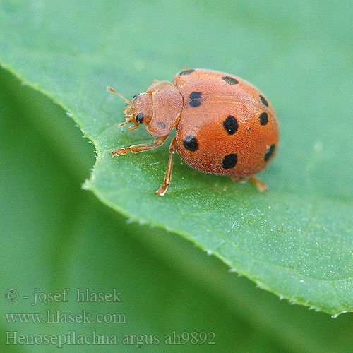 Henosepilachna argus Epilachna Hepilachna chrysomelina Coccinelle melon Zaunrüben-Marienkäfer Heggeranklieveheersbeestje Bryony Ladybird