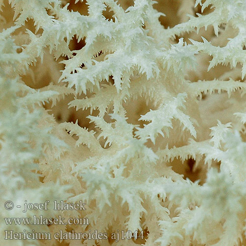 Hericium clathroides Coral tooth Koralpigsvamp