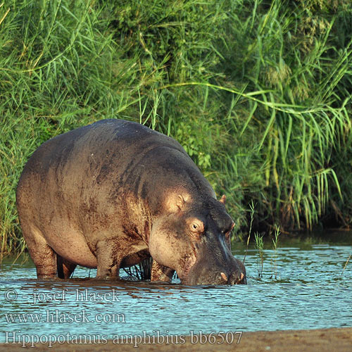 Hippopotamus amphibius bb6507
