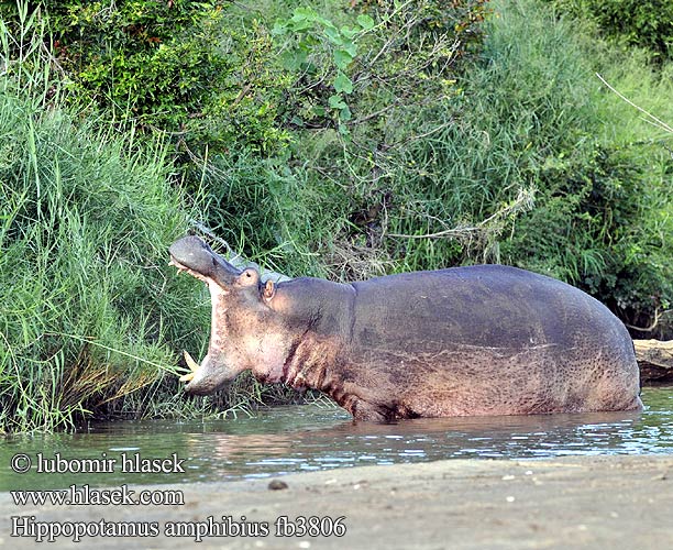 Afonfarch Ιπποπόταμος Amfibia hipopotamo Jõehobu