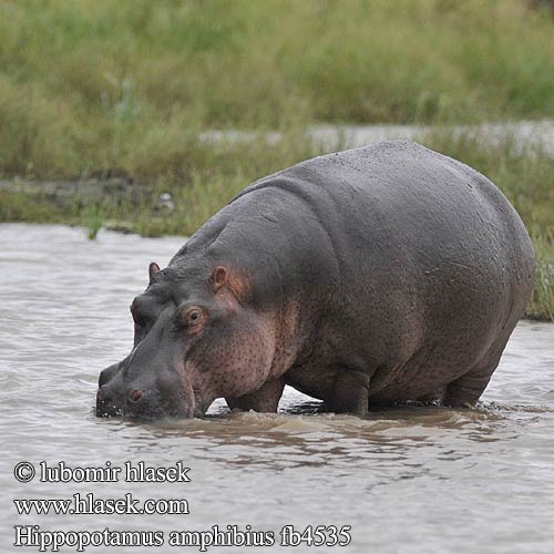 http://www.hlasek.com/foto/hippopotamus_amphibius_fb4535.jpg