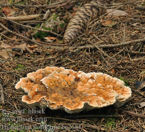 Narancssárga gereben キハリタケ 황색깔대기버섯
