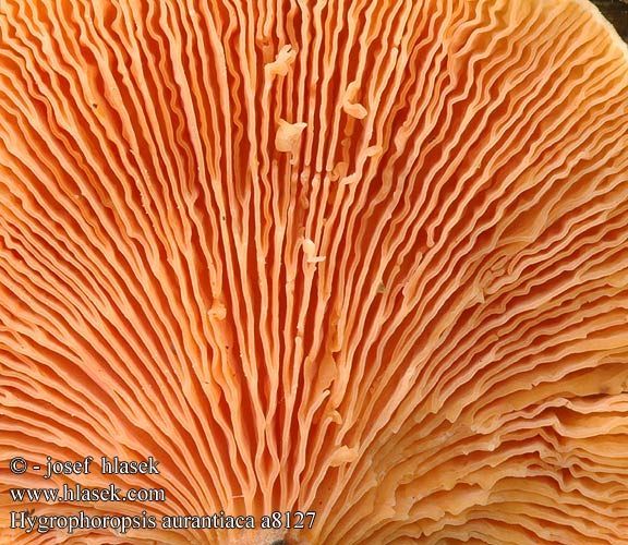 Hygrophoropsis aurantiaca Líška oranžová