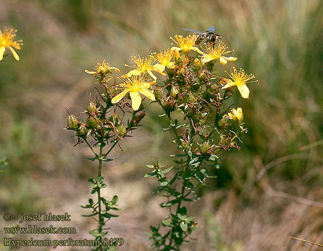 Hypericum perforatum Perforate john's wort Prikbladet perikon