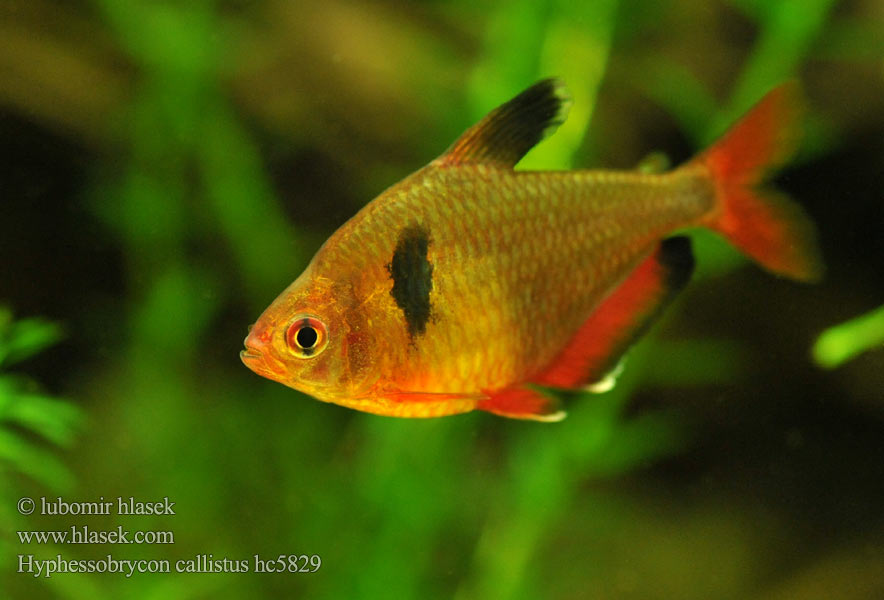 Hyphessobrycon callistus eques Tetra krvavá Serpae Tetra bloody Rode minor Blutsalmler Bystrzyk barwny Тетра кровавая سربيا Serpalazac Serpatetra 馬魮脂鯉