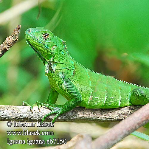 Iguane vert verte Iguana iguana Green Iguana Legu n zelen Gr ner Leguan 