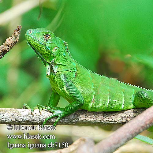 Iguane vert verte Iguana iguana Green Iguana Leguán zelený Grüner Leguan Groene leguaan グリーンイグアナ Legwan zielony Игуана обыкновенная Zeleni legvan Iguaani Grön leguan 綠鬣蜥 Grønne leguan Iguane commun verde