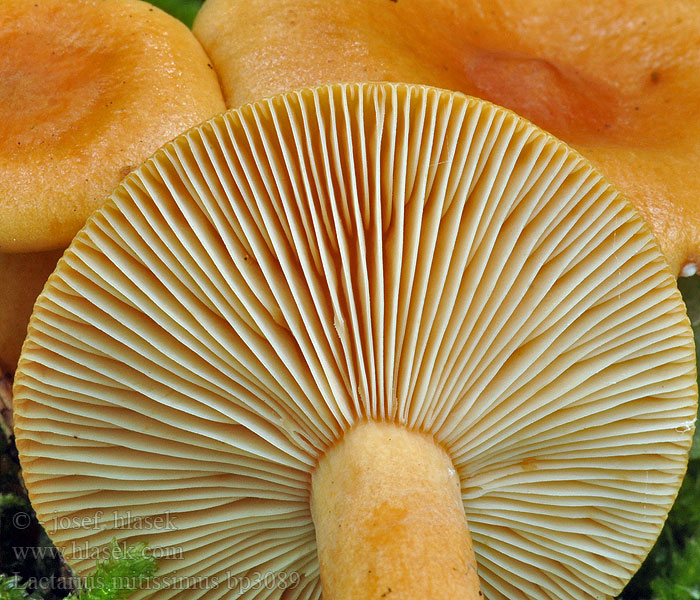 Lactarius mitissimus Rýdzik oranžový Orange Mælkehat Brandriska